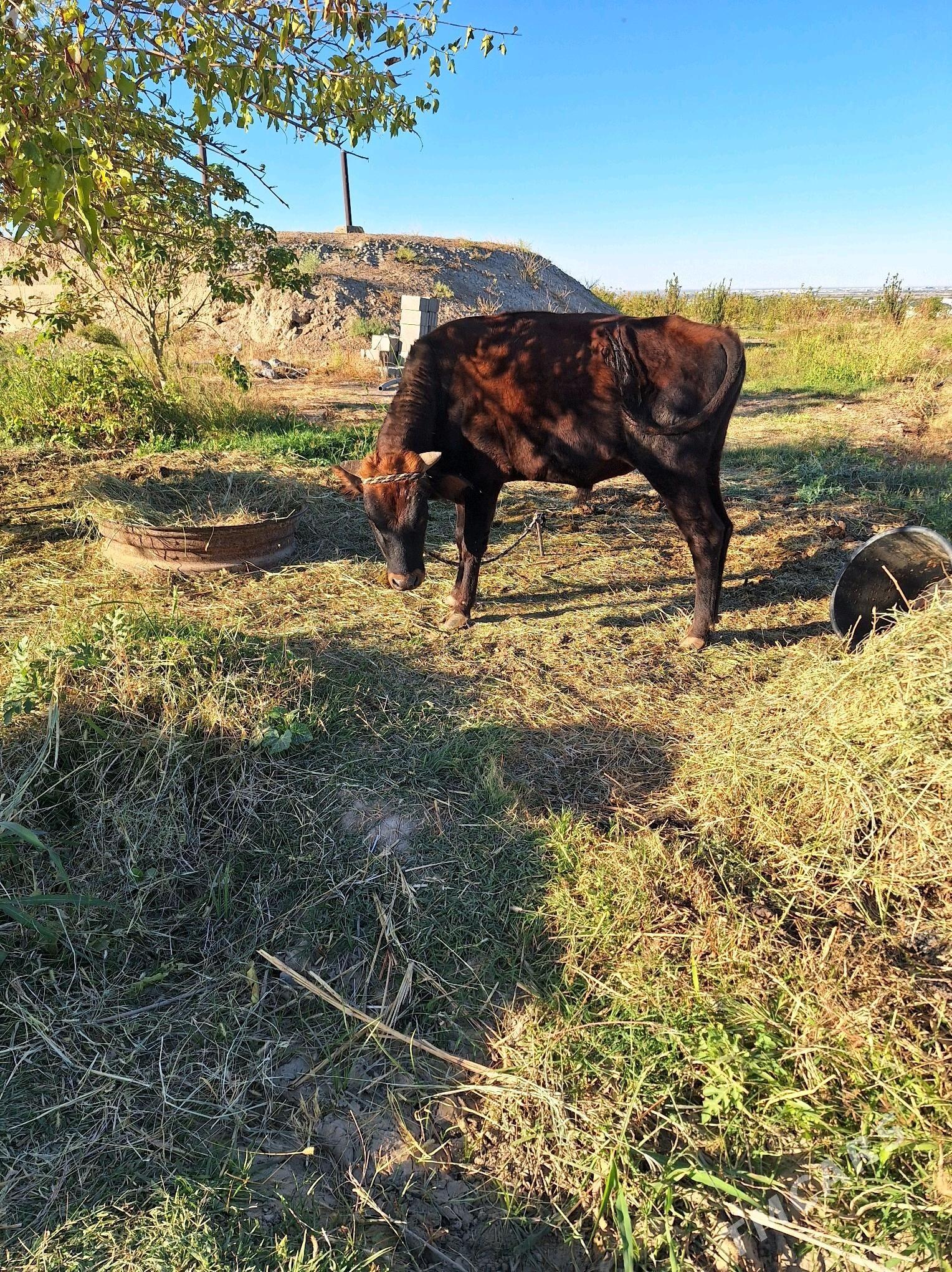 okuz - Ak bugdaý etraby - img 3