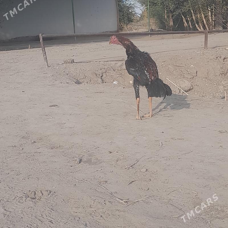 dekan - Boldumsaz - img 4