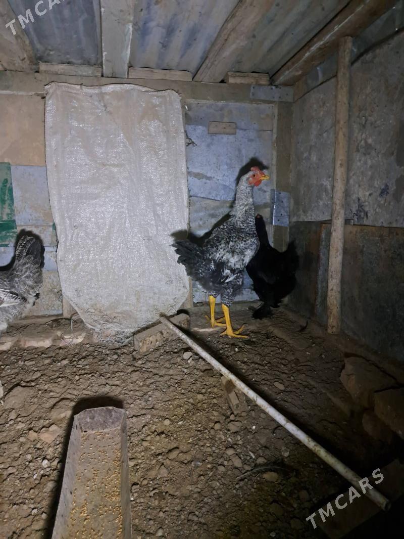 Gigant horaz - Мары - img 3