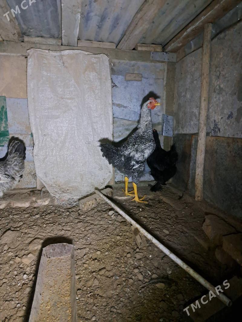 Gigant horaz - Мары - img 2