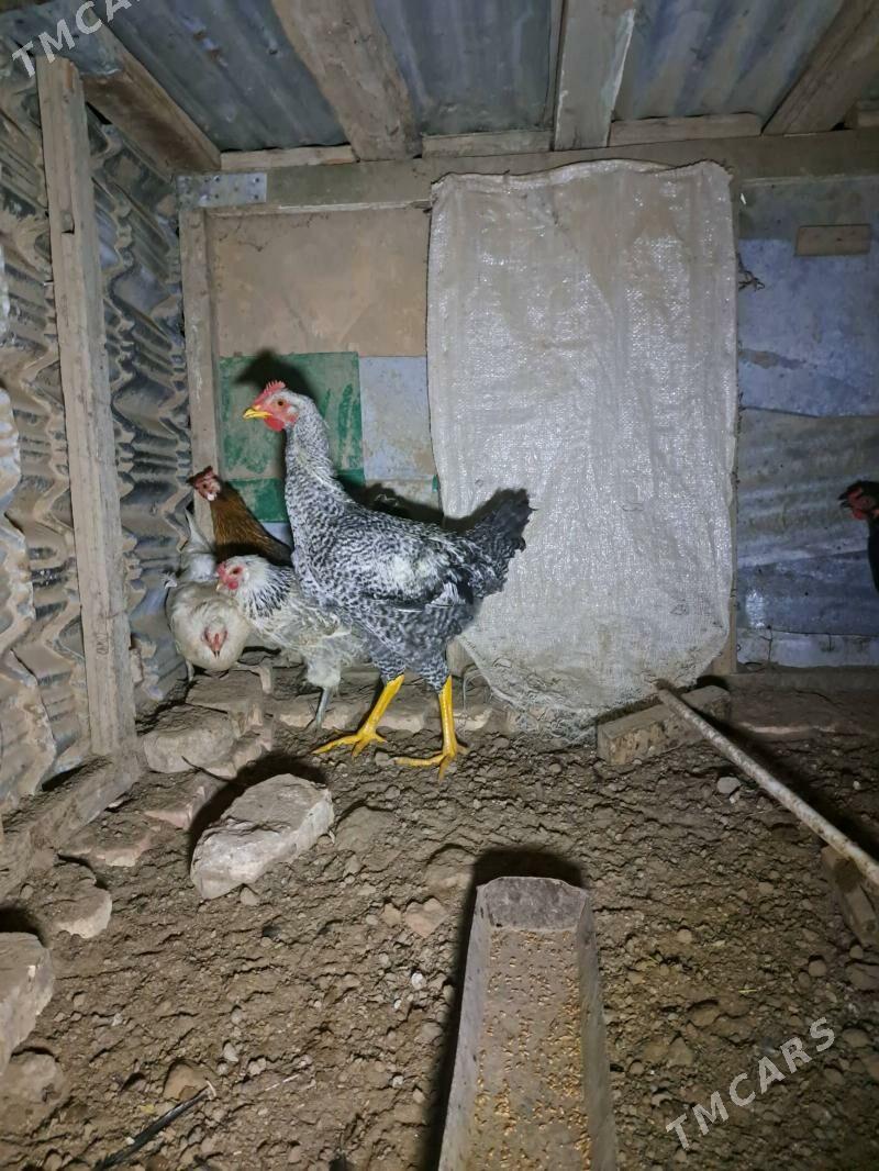 Gigant horaz - Мары - img 4