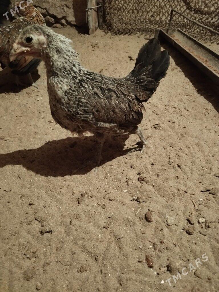 Karlik prastoy - Balkanabat - img 4