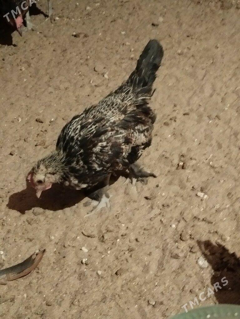 Karlik prastoy - Balkanabat - img 3