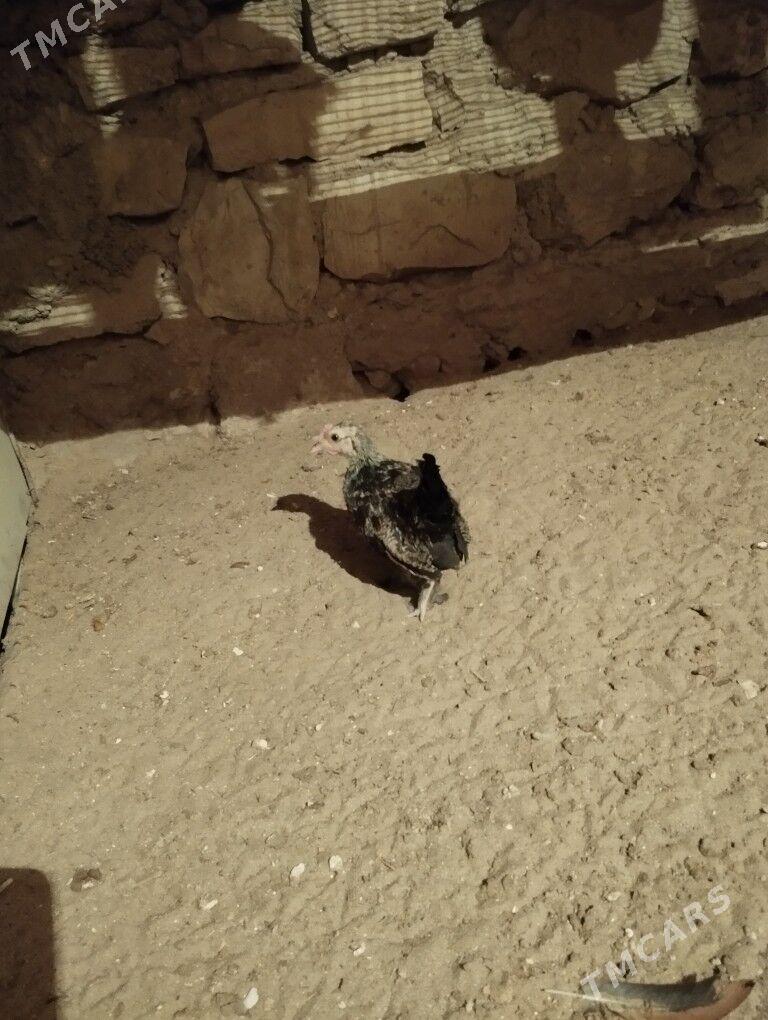 Karlik prastoy - Balkanabat - img 5