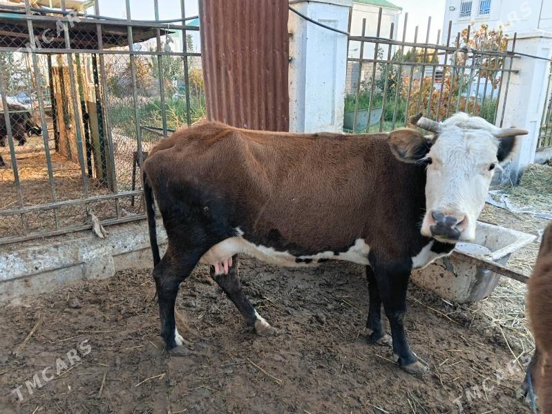 Goleli sygyr - Çoganly - img 3