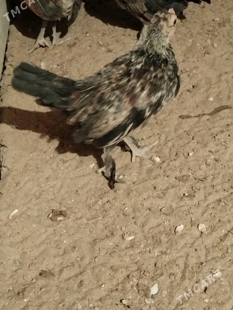 Karlik prastoy - Balkanabat - img 2