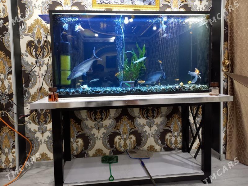 Akwaryum balyklar - Туркменабат - img 10