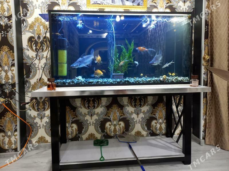 Akwaryum balyklar - Туркменабат - img 9