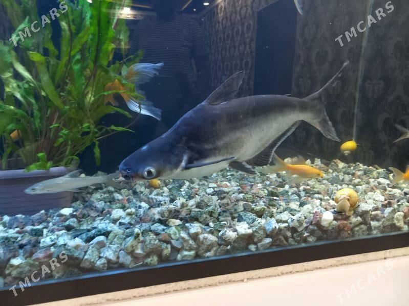 Akwaryum balyklar - Туркменабат - img 6