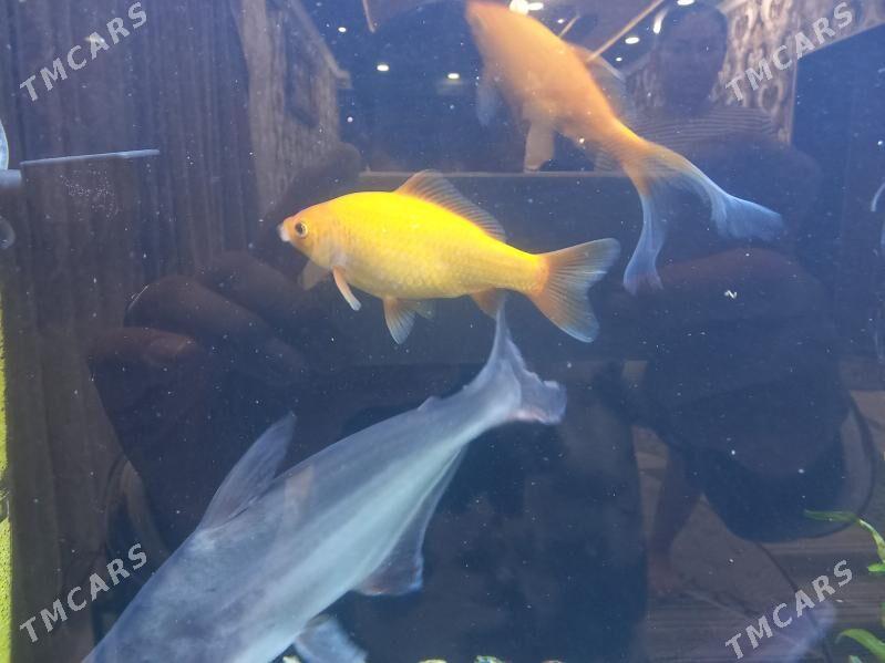 Akwaryum balyklar - Туркменабат - img 4