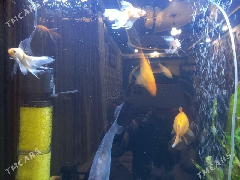 Akwaryum balyklar - Туркменабат - img 3