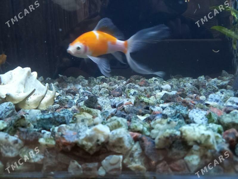 Akwaryum balyklar - Туркменабат - img 5