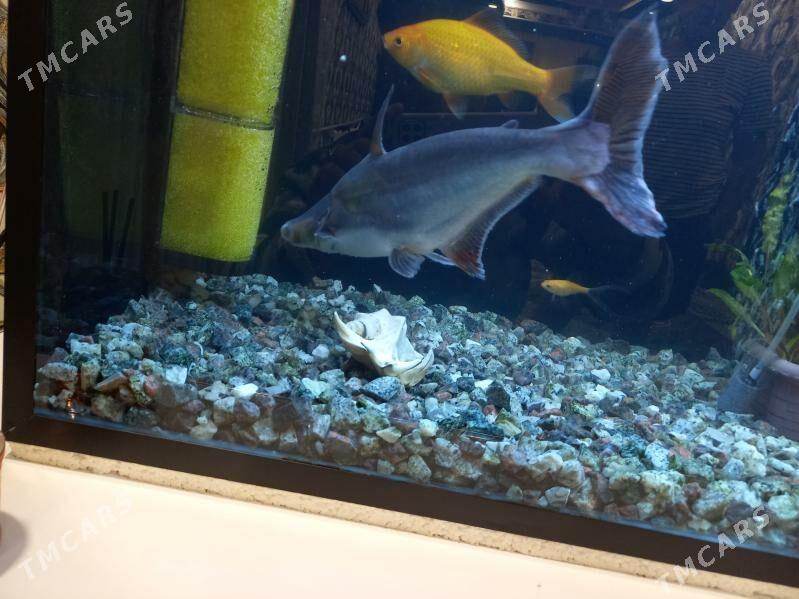 Akwaryum balyklar - Туркменабат - img 7