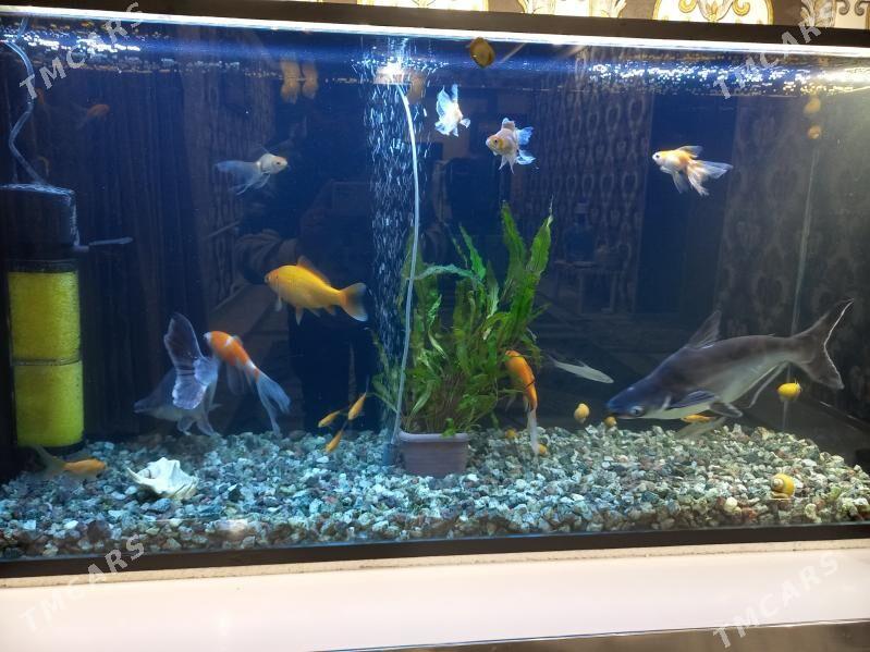 Akwaryum balyklar - Туркменабат - img 2