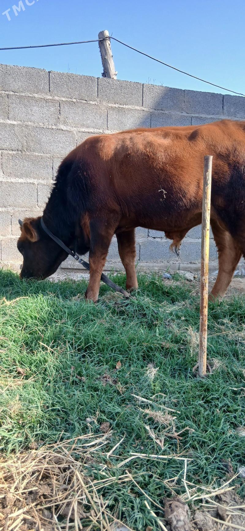 göle bir ÿaşap geçen - Büzmeýin - img 2