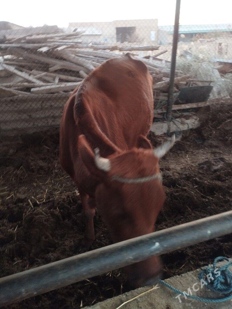 Gysyr sygyr - Çärjew - img 2