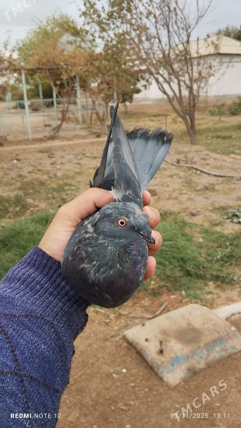 kepderi - Tejen - img 3