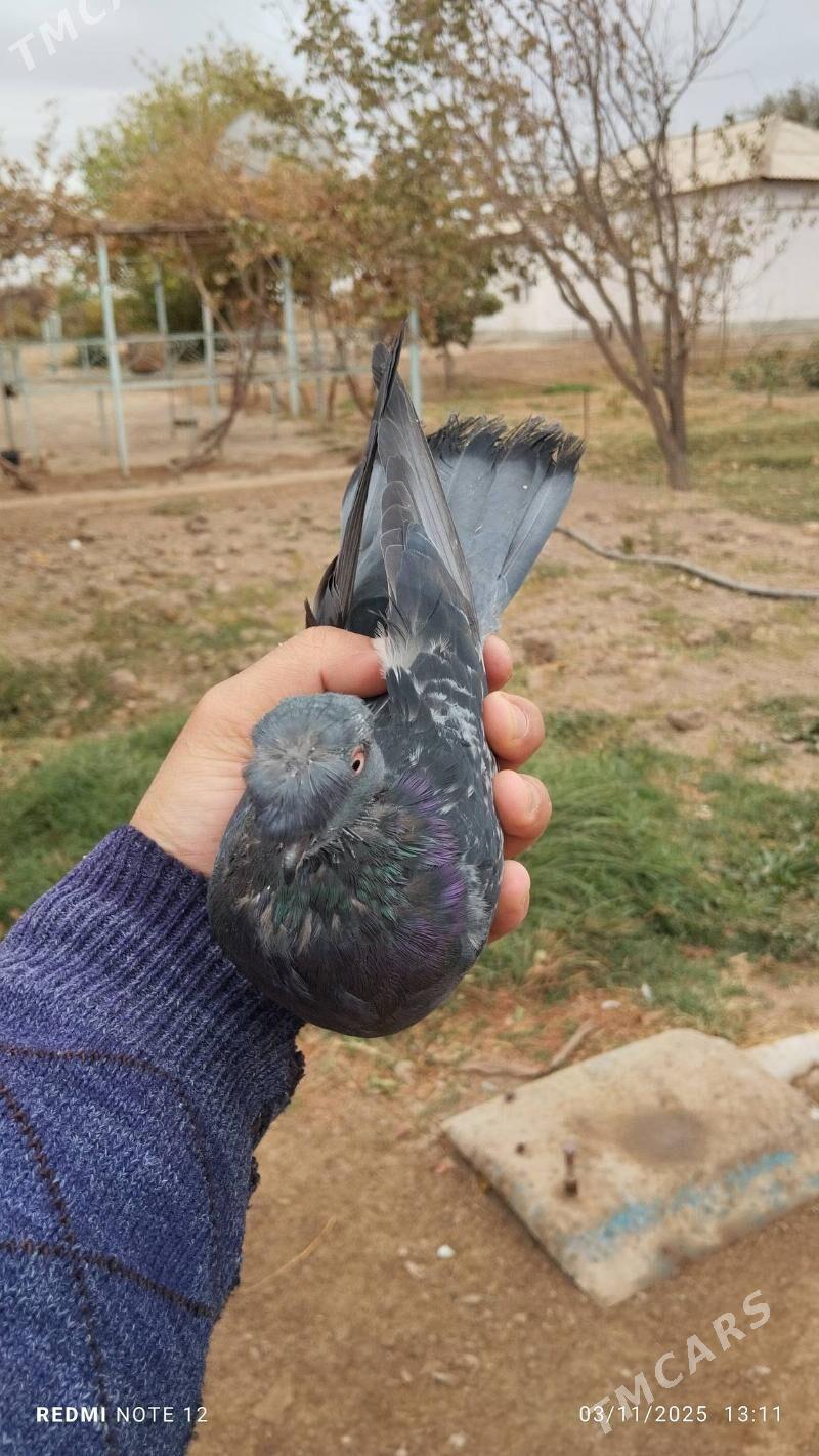 kepderi - Tejen - img 2