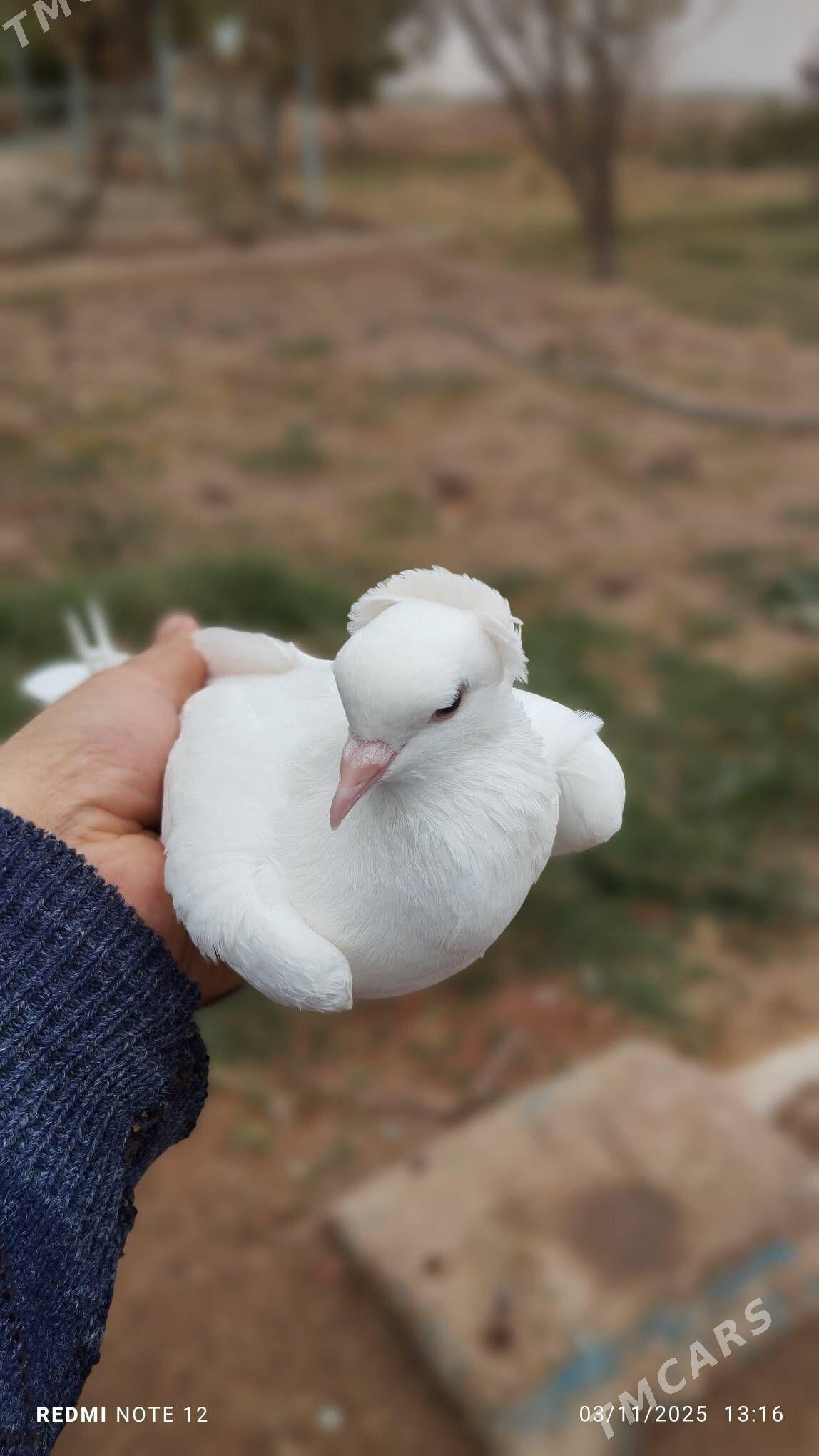 kepderi - Tejen - img 4