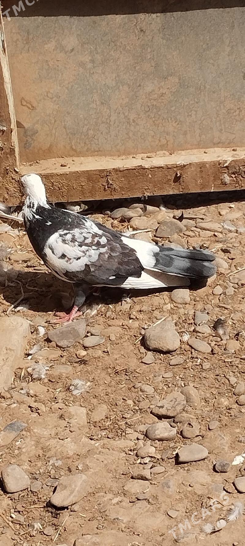 kepderi - Tejen - img 3