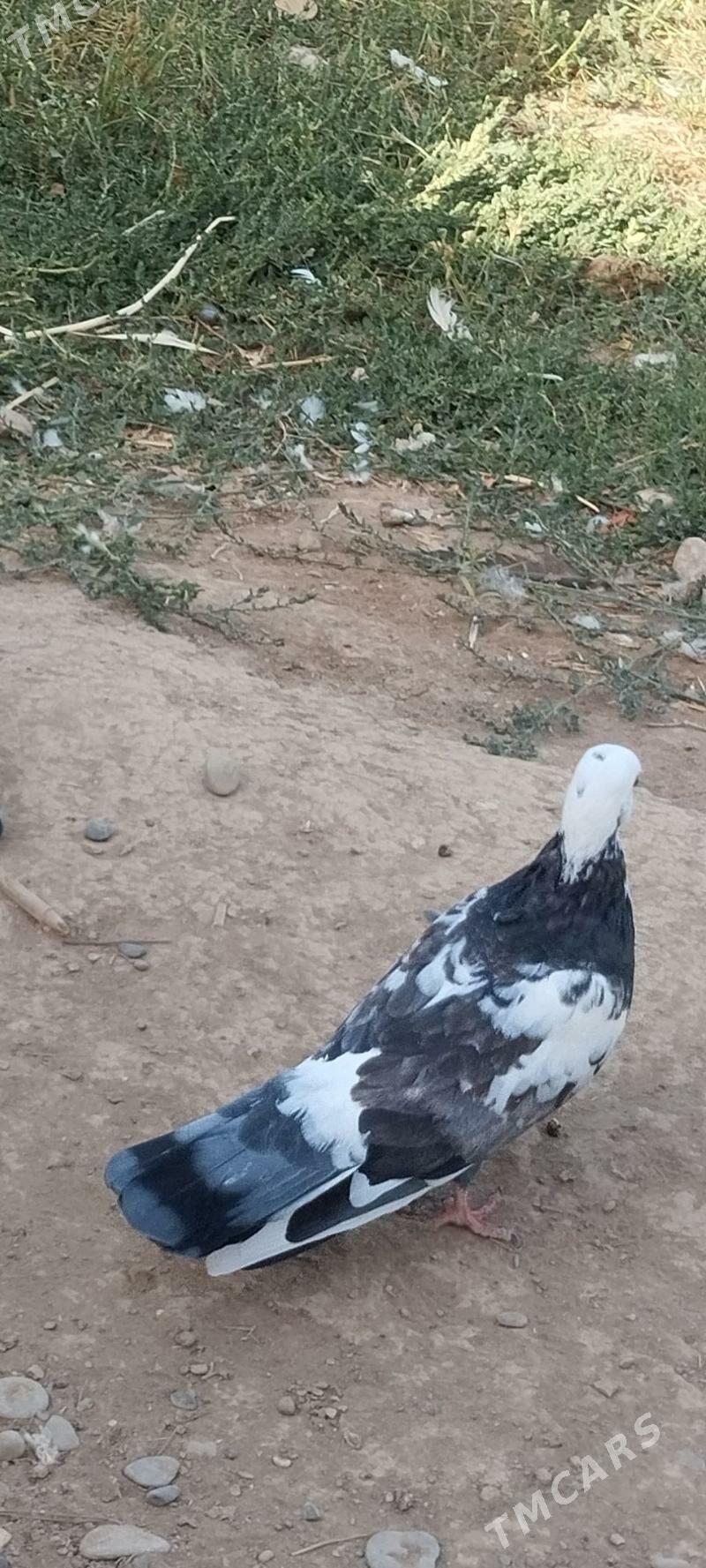 kepderi - Tejen - img 2