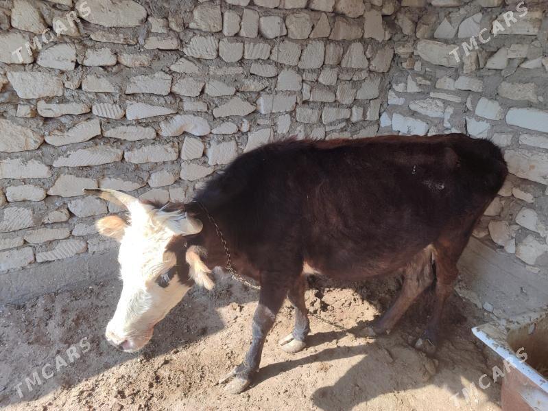 Sygyr - Esenguly - img 2