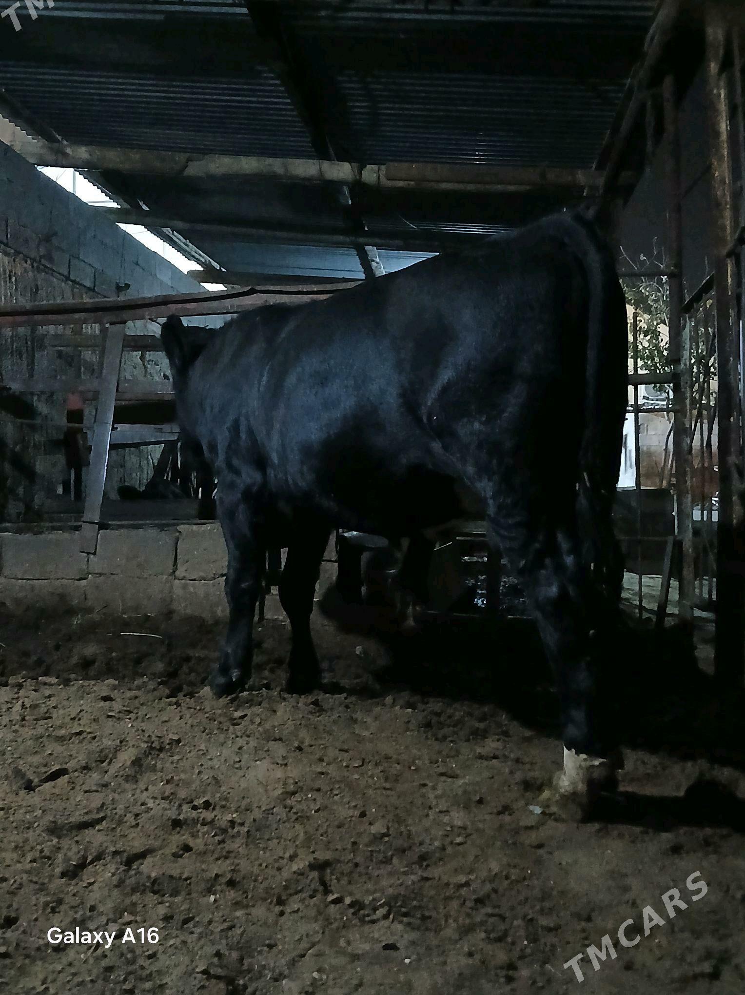 okuz - Aşgabat - img 2