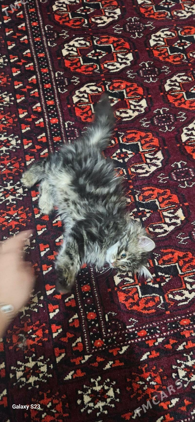 В добрые руки - Aşgabat - img 3