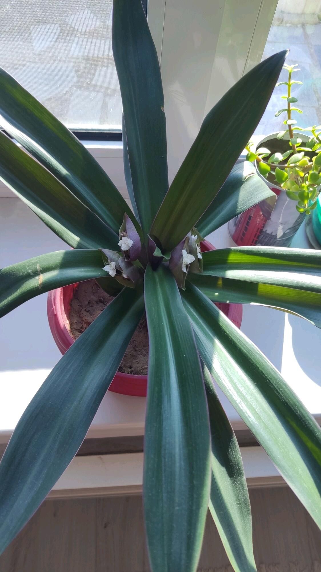 otag gulleri - Балканабат - img 4