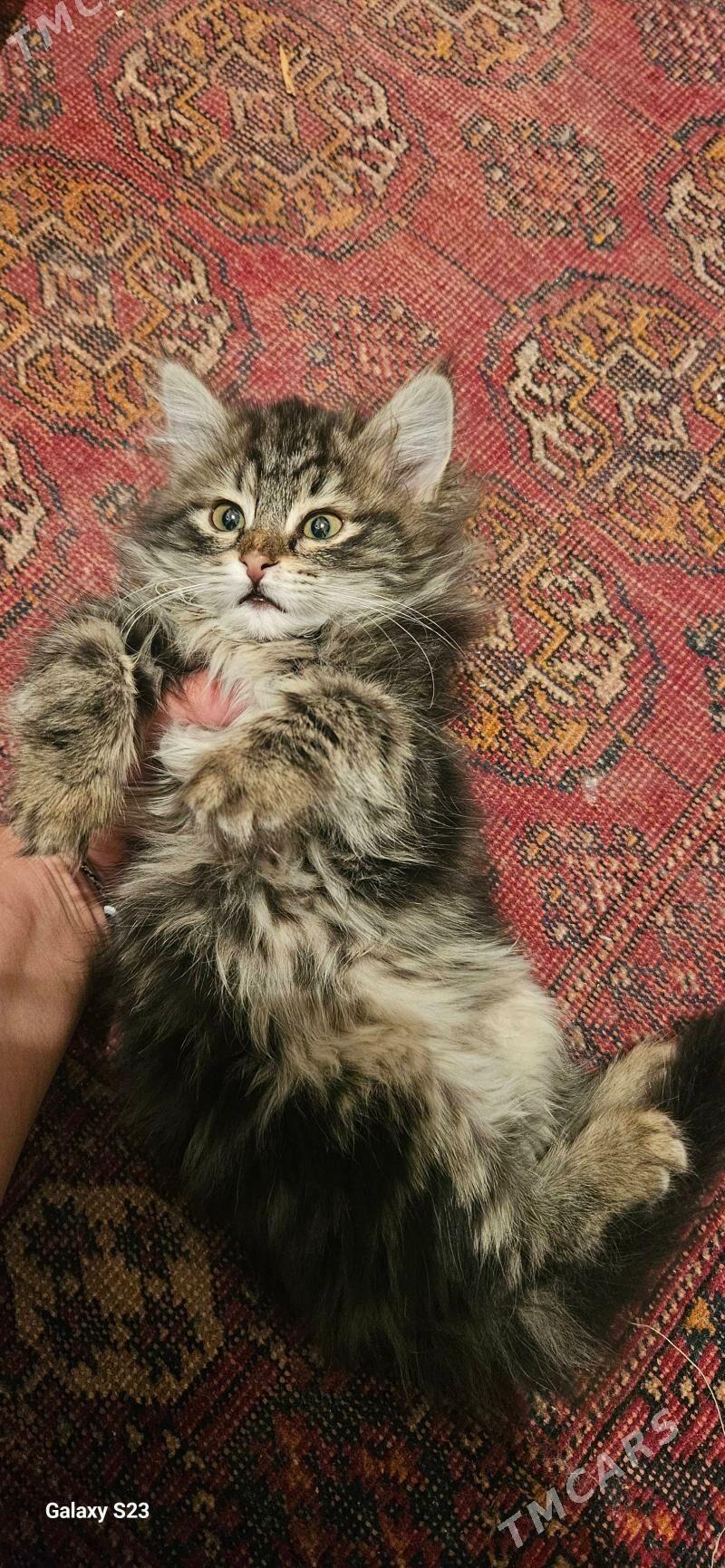 В добрые руки - Aşgabat - img 2