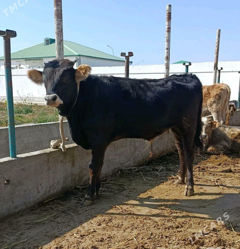 Öküz - Gökdepe - img 2