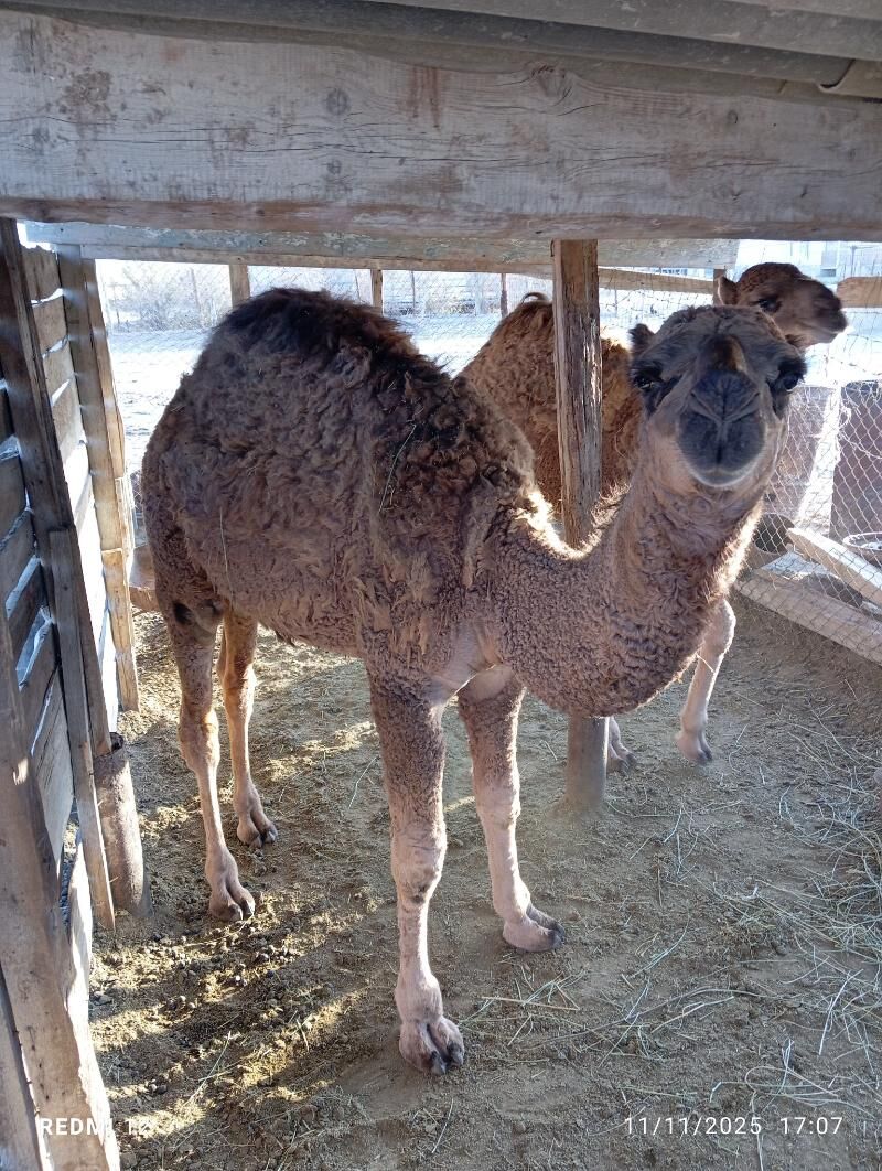 kösekli duye - Эсенгулы - img 8