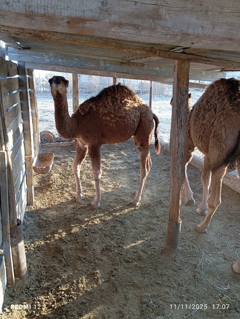 kösekli duye - Эсенгулы - img 7