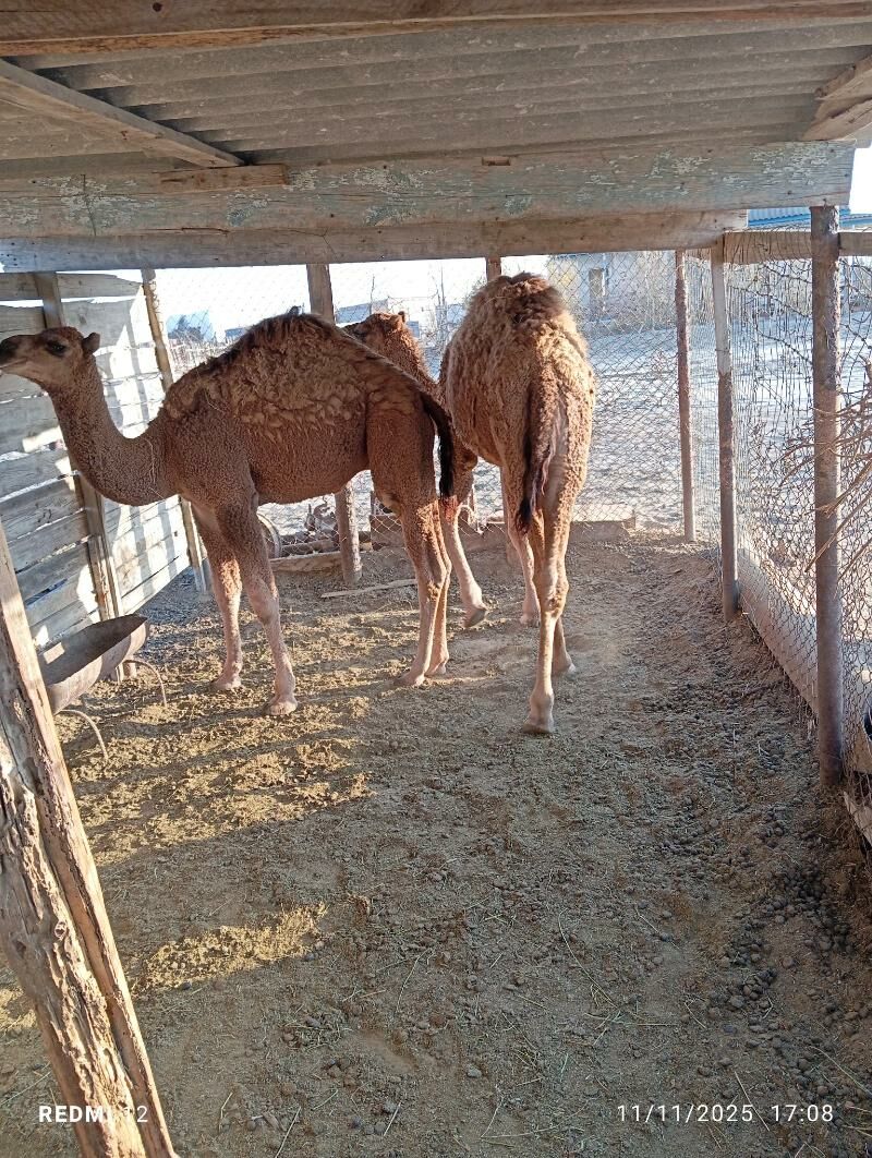 kösekli duye - Эсенгулы - img 5