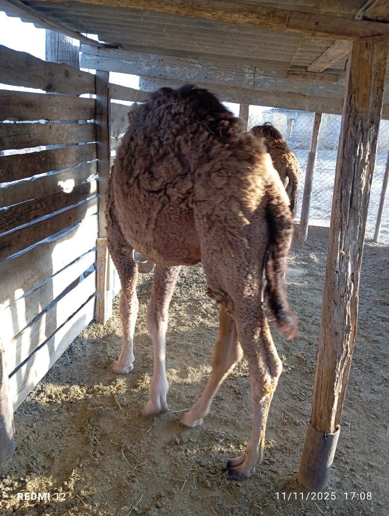 kösekli duye - Эсенгулы - img 6