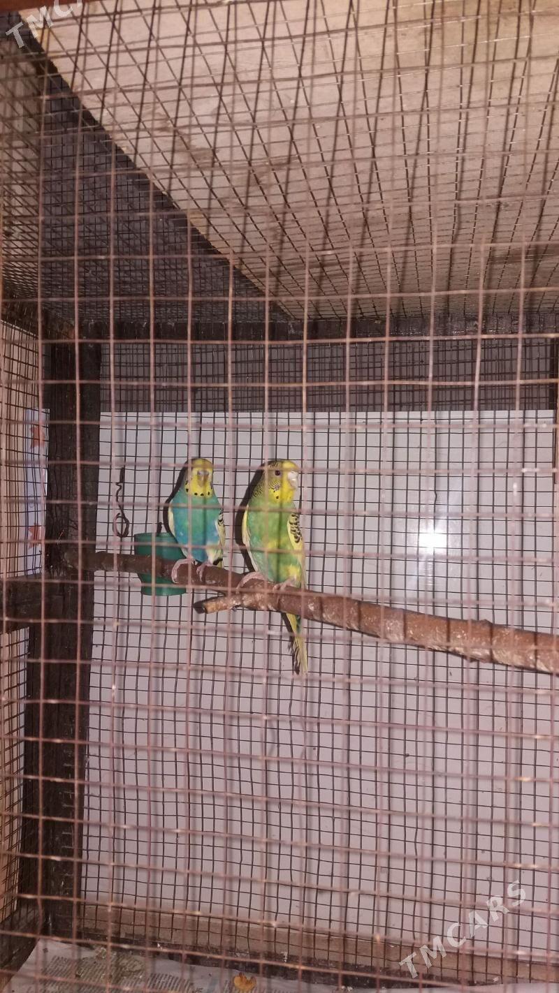 papugaý - Дашогуз - img 2