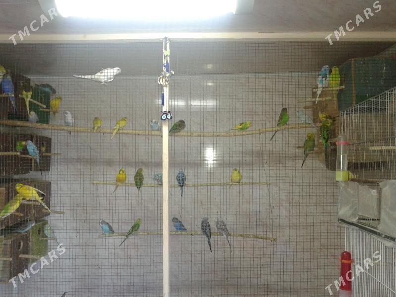 papugaý - Дашогуз - img 3