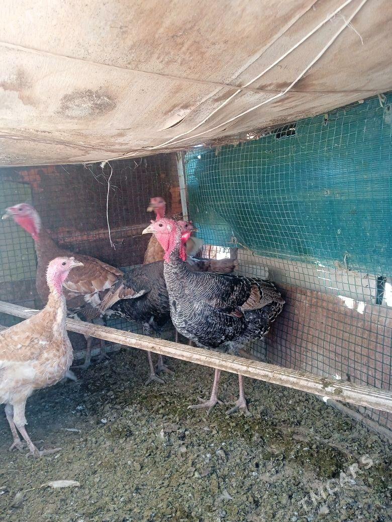 hinduk - Sarahs - img 2