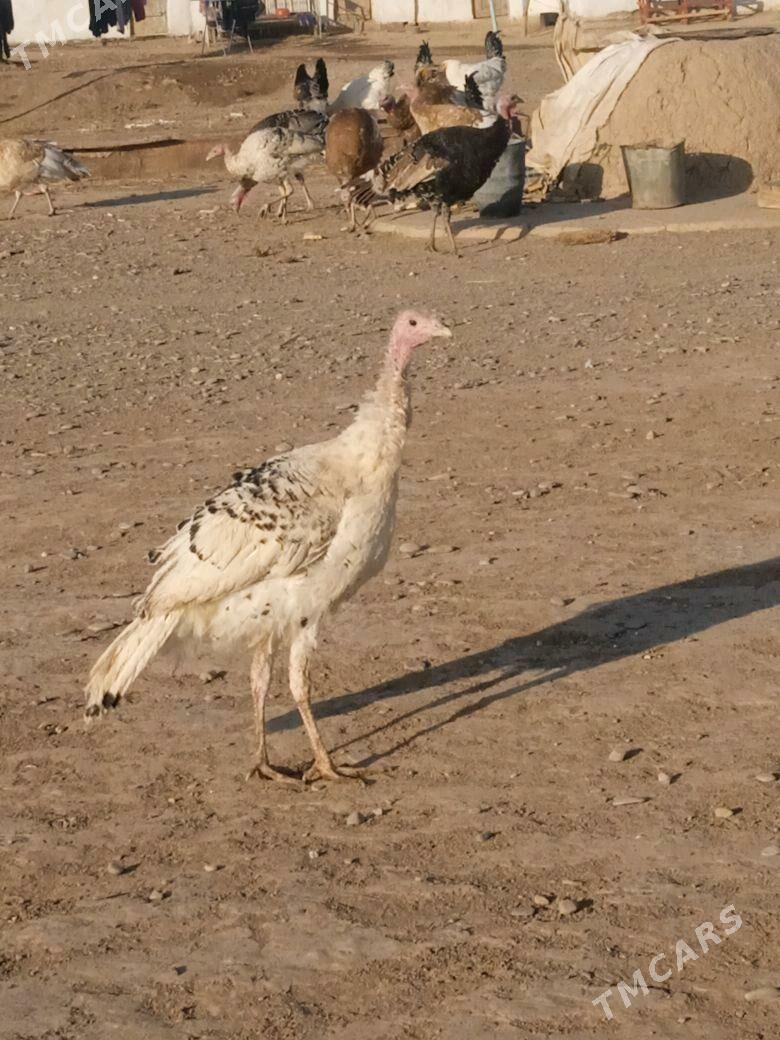 hinduk - Sarahs - img 3