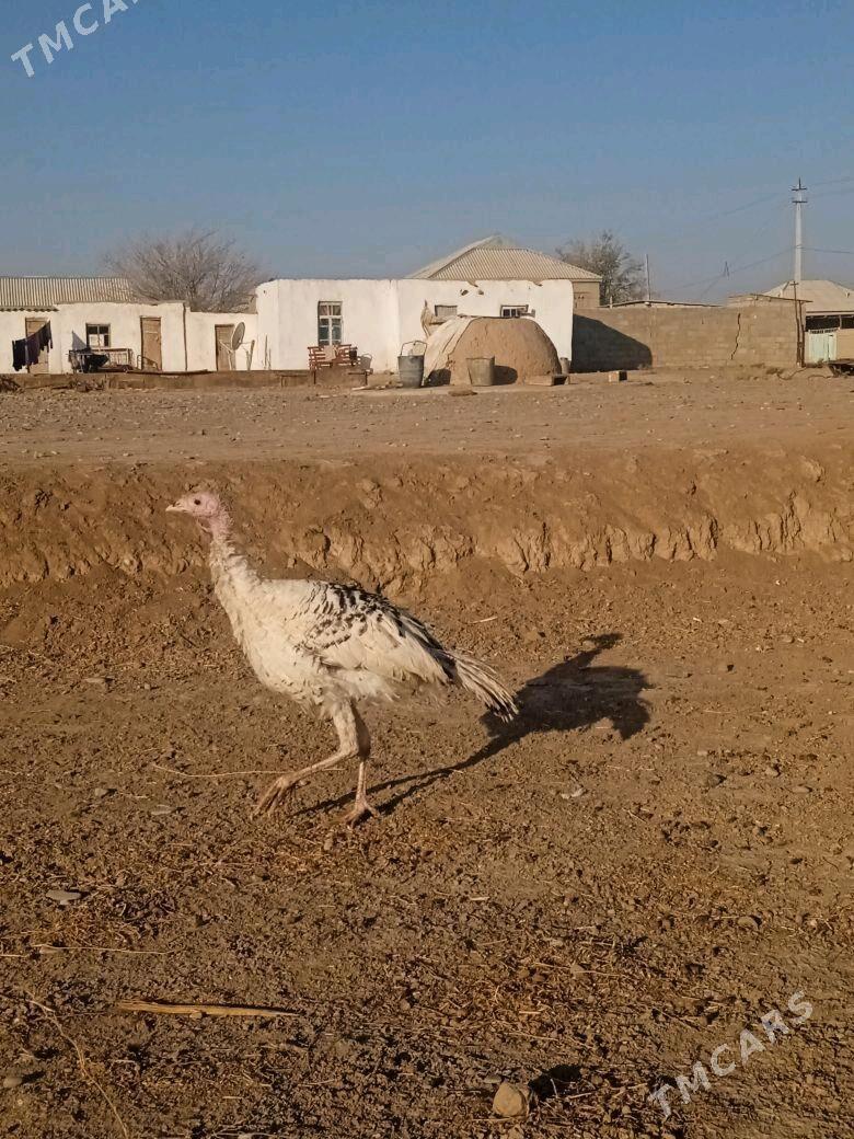 hinduk - Sarahs - img 4