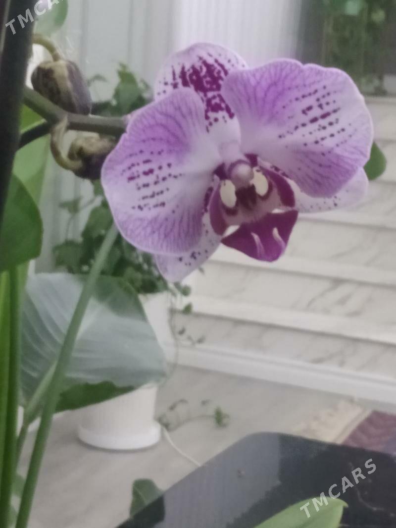ОРХИДЕЙИ - Ашхабад - img 6