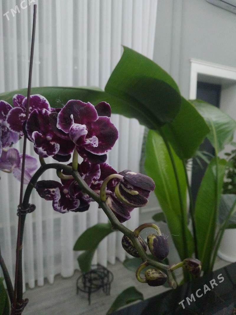 ОРХИДЕЙИ - Ашхабад - img 9