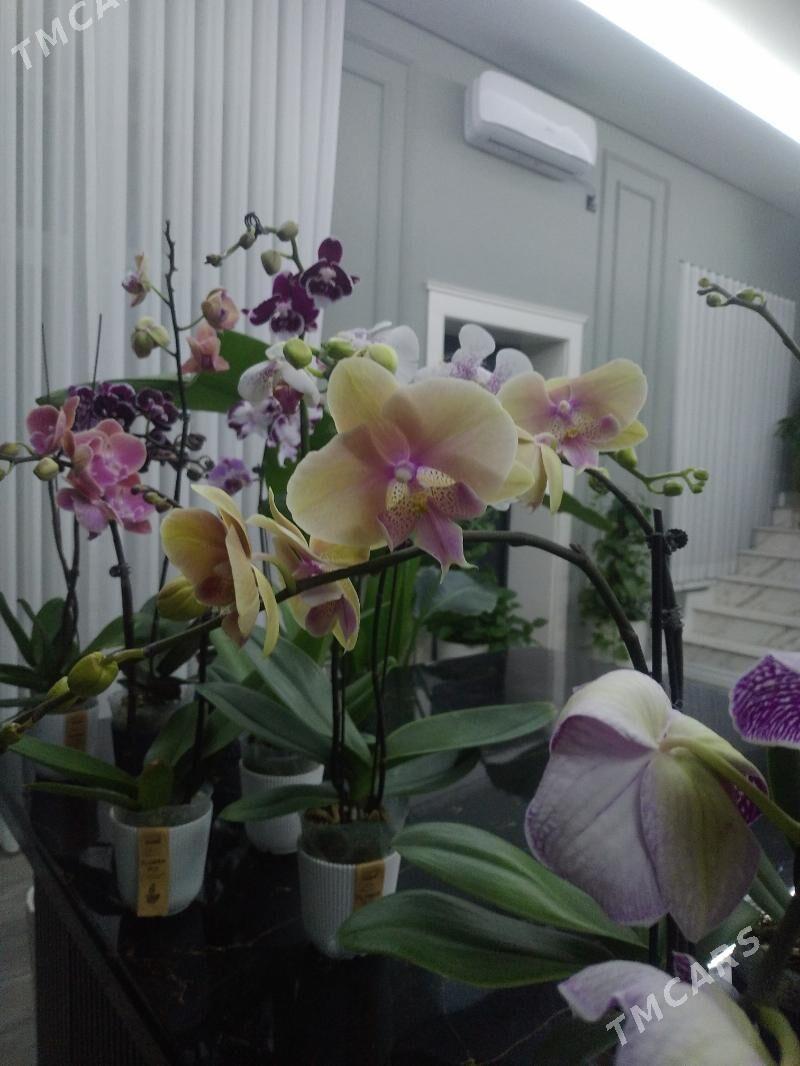 ОРХИДЕЙИ - Ашхабад - img 4