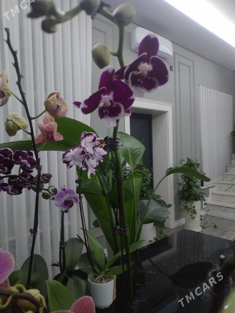 ОРХИДЕЙИ - Ашхабад - img 8