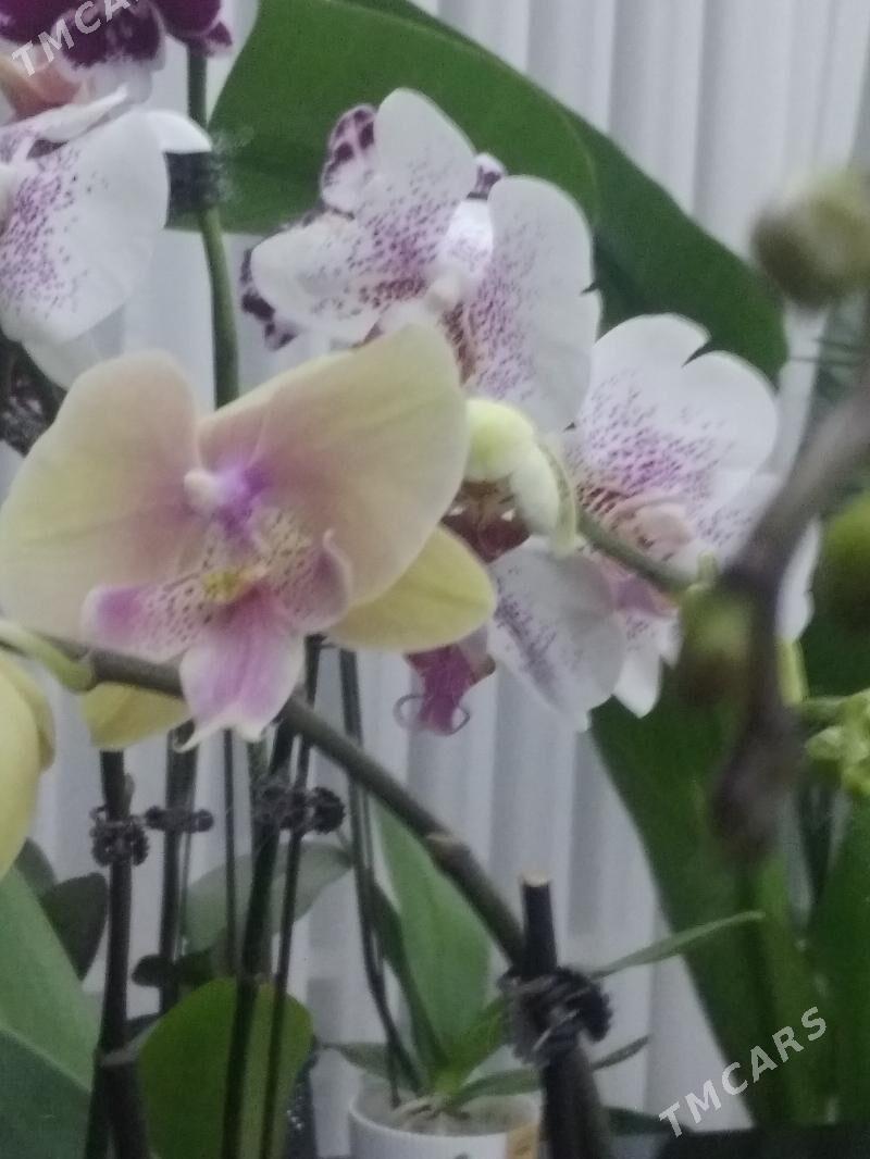 ОРХИДЕЙИ - Ашхабад - img 2