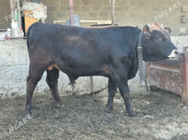 Şwes öküz - Гёкдепе - img 5