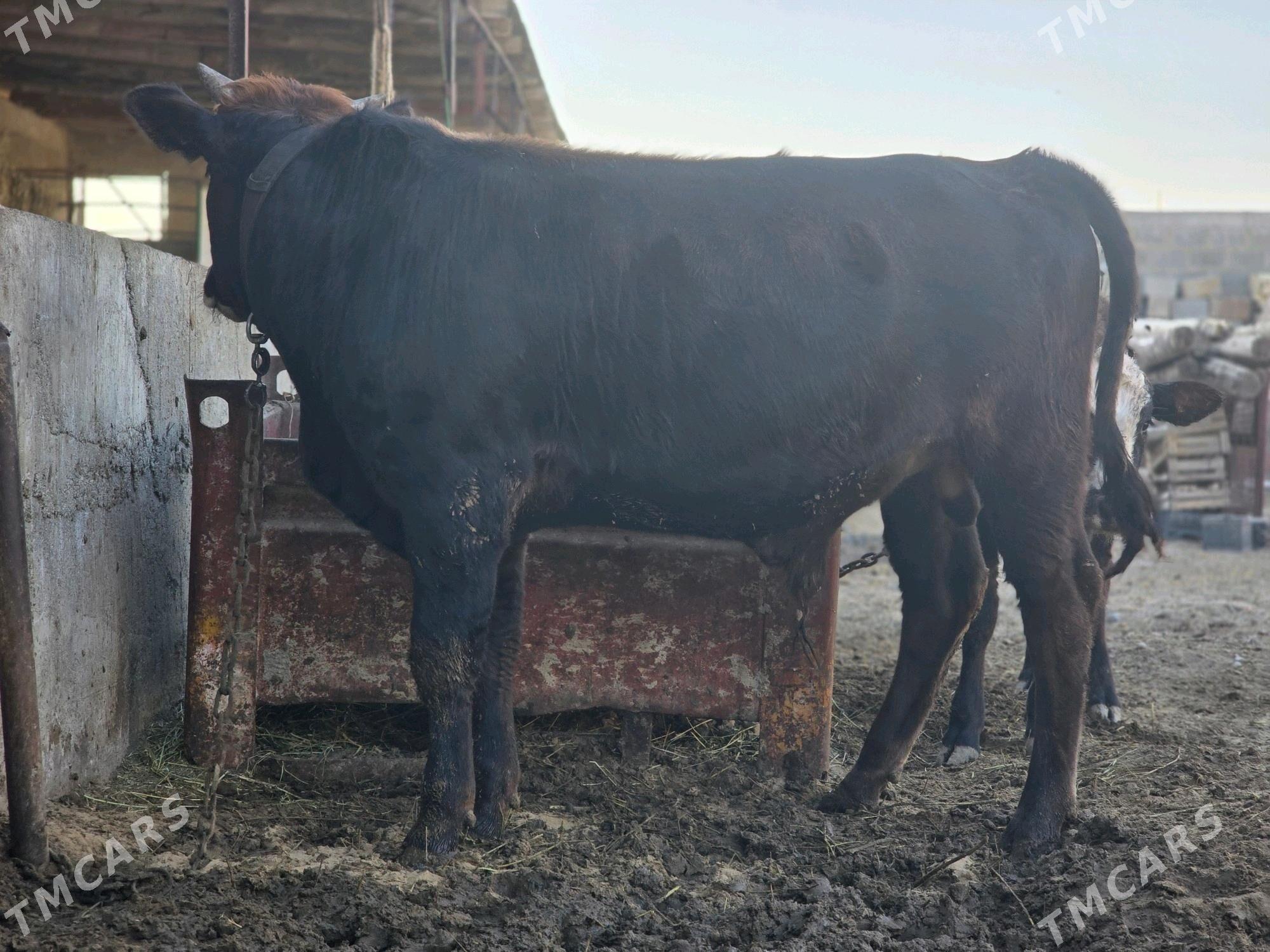 Şwes öküz - Гёкдепе - img 2