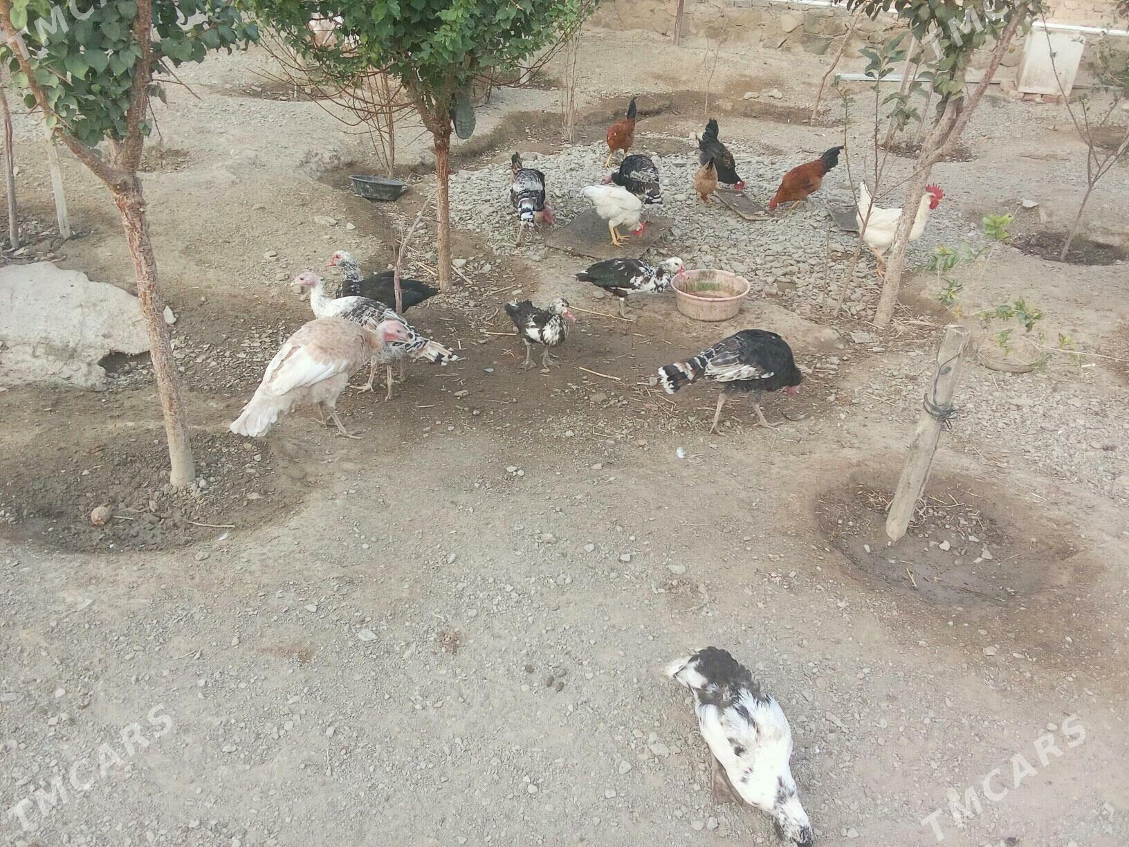 Induk - Берекет - img 2