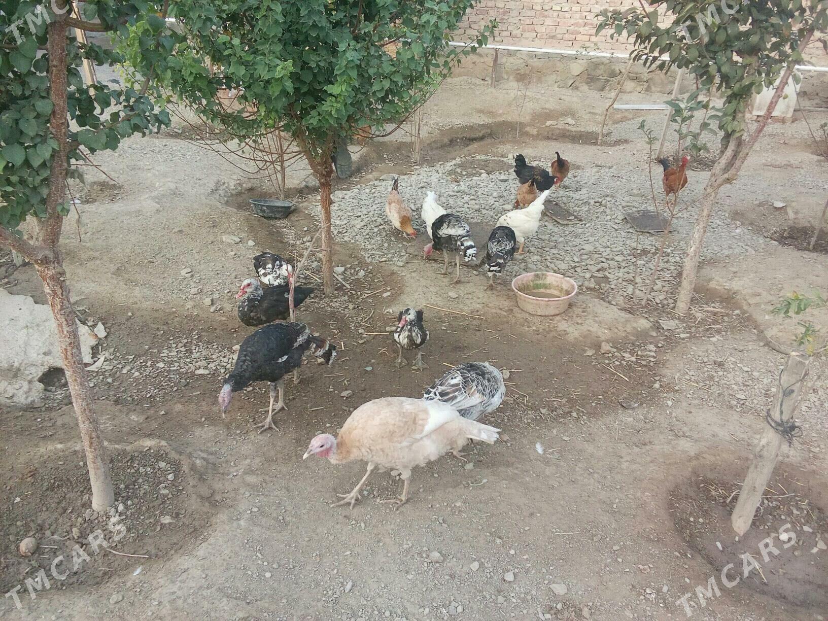 Induk - Берекет - img 5