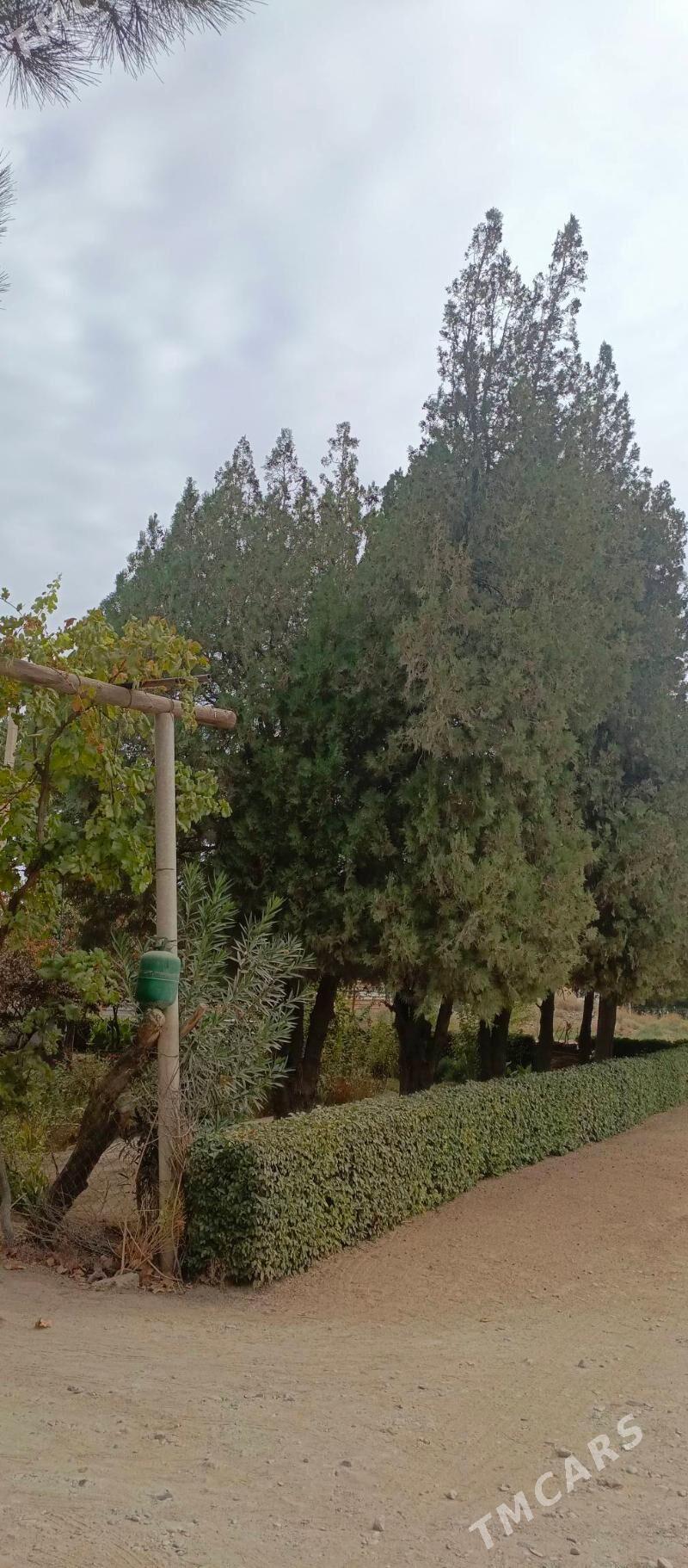 TEJEN Satlyk plan  jaÿ - Tejen - img 5